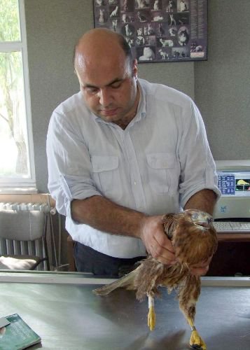 Türkiye'ye Ait Kızılşahinler Halkalanıyor