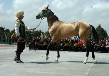 Türkmen Ahal-teke Atları Güzellik İçin Yarışacak