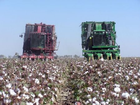 Türkmen Pamuğundan Para Yapılacak