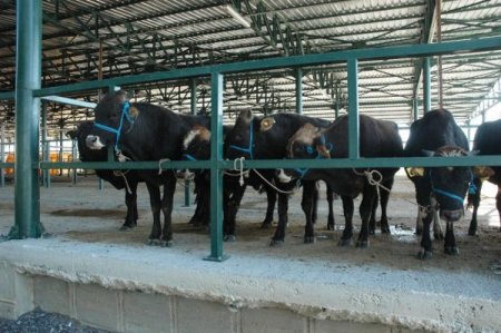 TURKVET kaydı olmayan kurbanlıkların satışına izin verilmeyecek