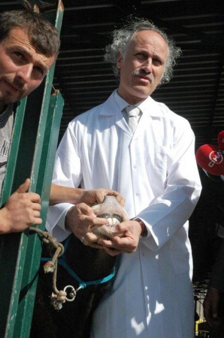TURKVET kaydı olmayan kurbanlıkların satışına izin verilmeyecek