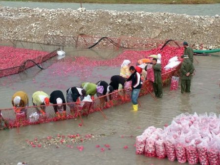 Turp Üreticileri Düşük Fiyatlardan Şikayetçi