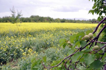 Turuncu Bayrak Kayısı Bahçelerini Uluslararası Standartları Kavuşturacak
