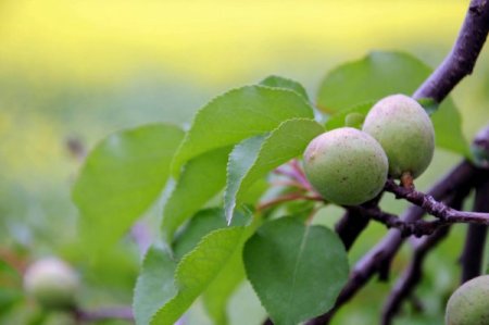 Turuncu Bayrak Kayısı Bahçelerini Uluslararası Standartları Kavuşturacak
