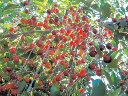 TÜTEV Afyonkarahisar'da 41 bin euroluk proje hazırladı