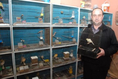 Tuttuğu Ofiste 60 Kanarya Kuşu İle Her Gün Ayrı Ayrı İlgileniyor