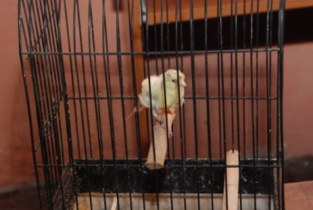 Tuttuğu Ofiste 60 Kanarya Kuşu İle Her Gün Ayrı Ayrı İlgileniyor