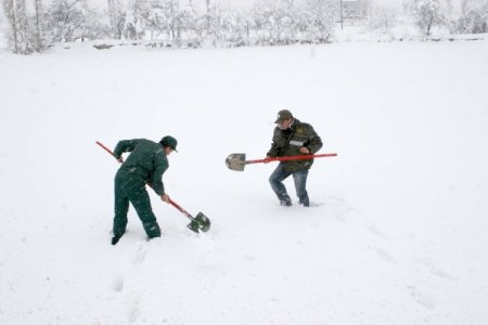 Tweeter'daki Mesaj Aç Geyikleri Ölümden Kurtardı