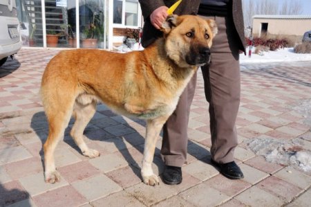 Üç Ayaklı Köpek Ve Kediler Sahiplenilmeyi Bekliyor