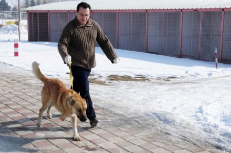 Üç Ayaklı Köpek Ve Kediler Sahiplenilmeyi Bekliyor