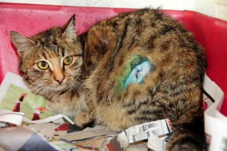 Üç Ayaklı Köpek Ve Kediler Sahiplenilmeyi Bekliyor