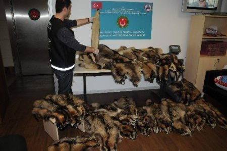 Ukraynalı kadınlar samur postlarıyla yakalandı