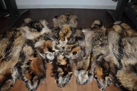 Ukraynalı kadınlar samur postlarıyla yakalandı