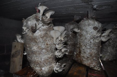 Ülkede böyle başarılı kadınlar da var