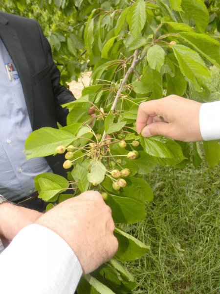 Uluborlu'da Kirazı Dolu Vurdu