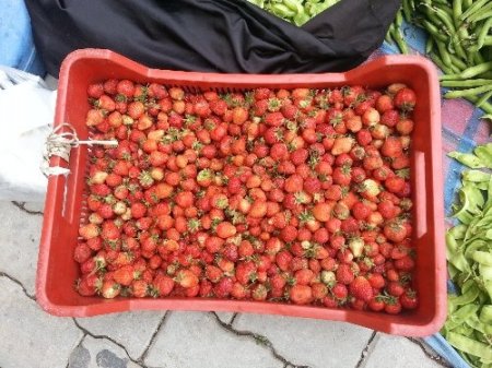 Uludağ çileği tezgahdaki yerini aldı
