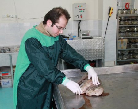 Uludağ Üniversitesi'nde çift başlı buzağı ile kuzu dünyaya geldi