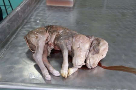 Uludağ Üniversitesi'nde çift başlı buzağı ile kuzu dünyaya geldi