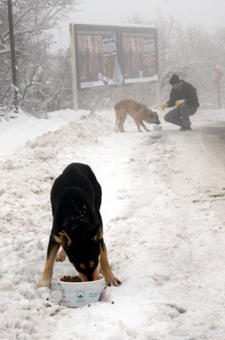 Uludağ’da kar nedeniyle yiyecek sıkıntısı çeken hayvanlara yem verildi
