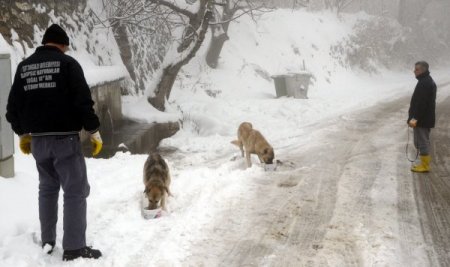 Uludağ’da kar nedeniyle yiyecek sıkıntısı çeken hayvanlara yem verildi