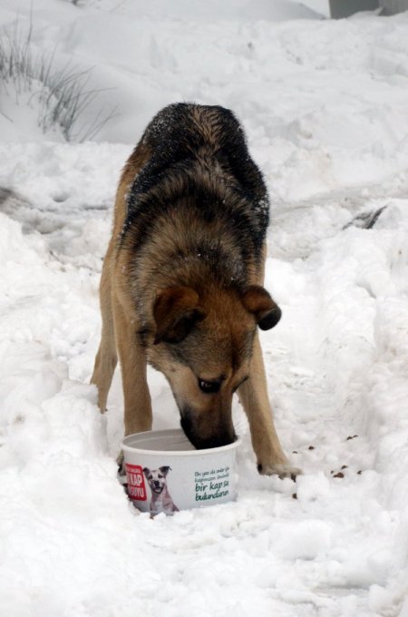 Uludağ’da kar nedeniyle yiyecek sıkıntısı çeken hayvanlara yem verildi