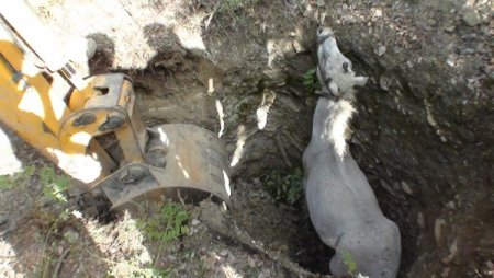 Uluköy’de kaybolan at definecilerin kazdığı iddia edilen çukurda canlı bulundu