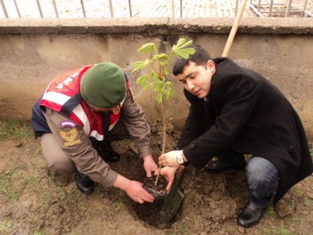 Ulus Zafer İlkokulu bahçesinde fidanlar toprakla buluştu