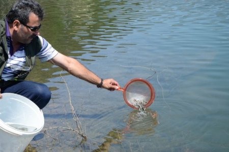 Ulutan Barajı'na 100 Bin Adet Abant Göl Alası Alabalık Salındı