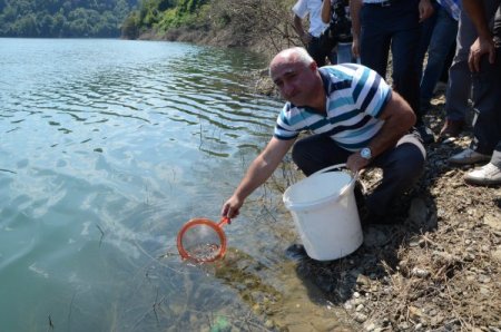 Ulutan Barajı'na 100 Bin Adet Abant Göl Alası Alabalık Salındı
