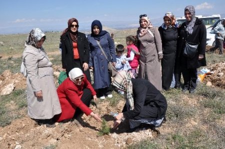 Umut-Der üyesi kadınlar fidanları toprakla buluşturdu