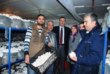 Üniversite Mezunu İşsiz Genç, Sydv Kredisiyle Mantar Yetiştiricisi Oldu