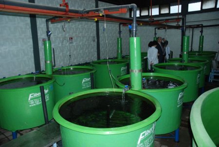 Üniversiteden balık üreticilerine yem desteği