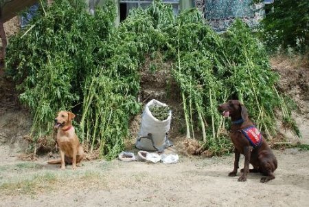 Üniversiteli Uyuşturucu Taciri Narkotik Köpeklerini Atlatamadı