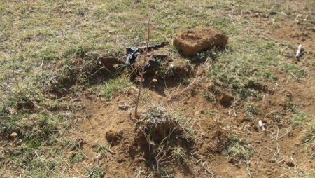 Üniversitenin 30 bin ağacını keçiler yedi