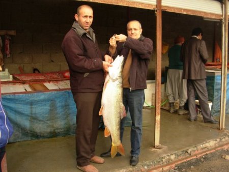 Üniversitenin araştırmasına göre balıkçılar, avlanma ve pazarlamada deneyimsiz