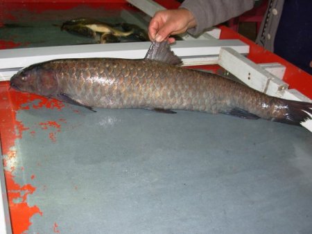 Üniversitenin araştırmasına göre balıkçılar, avlanma ve pazarlamada deneyimsiz