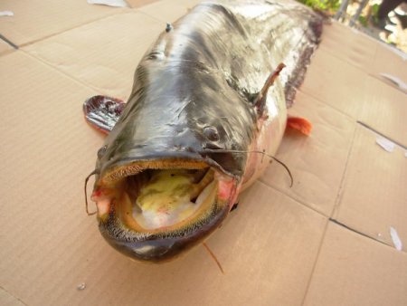 Üniversitenin araştırmasına göre balıkçılar, avlanma ve pazarlamada deneyimsiz