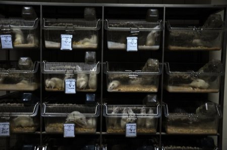 Ünlü ilaç firmaları deney çalışmalarının bir kısmını OMÜ'de yapmaya başladı