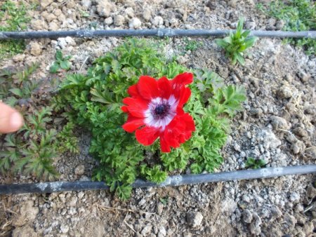 Ünye İlçe Tarım’dan Erbaa'ya kesme çiçek inceleme gezisi