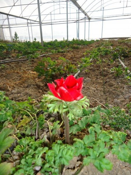 Ünye İlçe Tarım’dan Erbaa'ya kesme çiçek inceleme gezisi