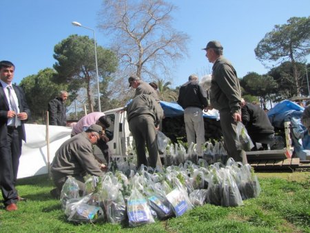 Ünye'de 10 bin fidan dağıtıldı