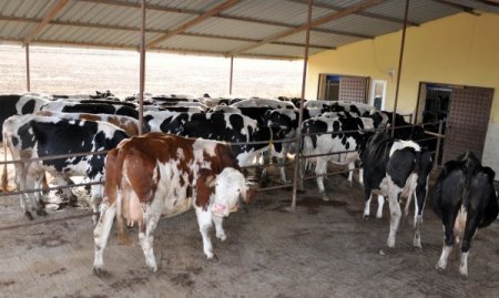 Üreticiler, sütün raf fiyatının makul olmasını istiyor