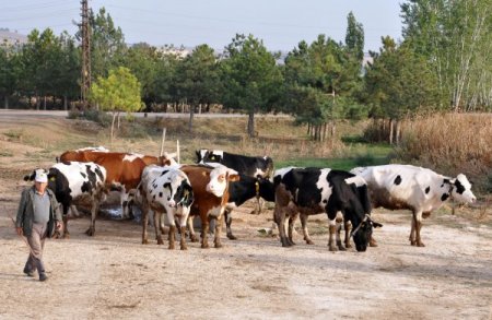 Üreticiler, sütün raf fiyatının makul olmasını istiyor
