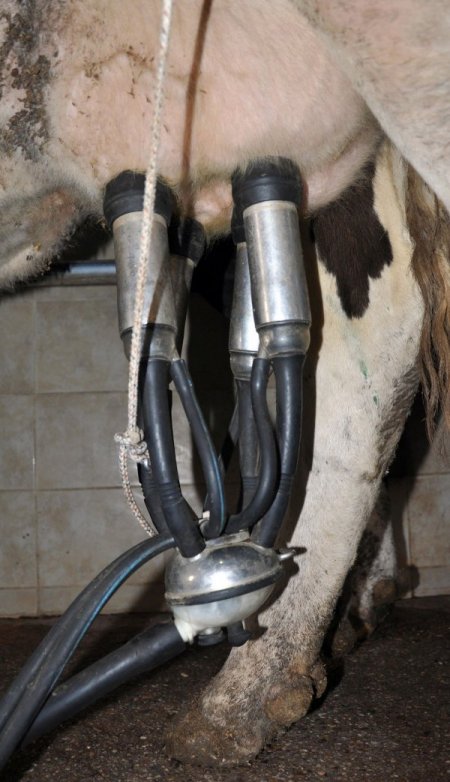 Üreticiler, sütün raf fiyatının makul olmasını istiyor