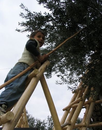 Üreticiye Zeytini Tırmıkla Toplayın Çağrısı