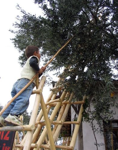 Üreticiye Zeytini Tırmıkla Toplayın Çağrısı