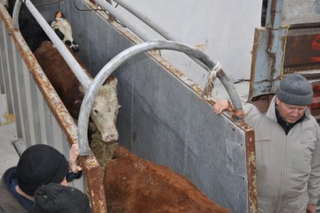 Uruguay’dan Damızlık Büyük Baş Hayvan İthal Edildi