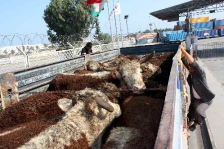 Uruguay'dan İthal Edilen 8 Bin 280 Büyükbaş Hayvanın Bulunduğu Gemi Mersin Limanı'nda