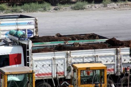Uruguay'dan İthal Edilen 8 Bin 280 Büyükbaş Hayvanın Bulunduğu Gemi Mersin Limanı'nda