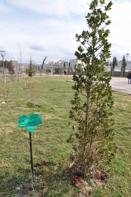 Uşak Belediyesi parklardaki bitkilere tanıtıcı tabela koyuyor